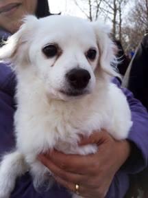LITTLEWHITEDOG