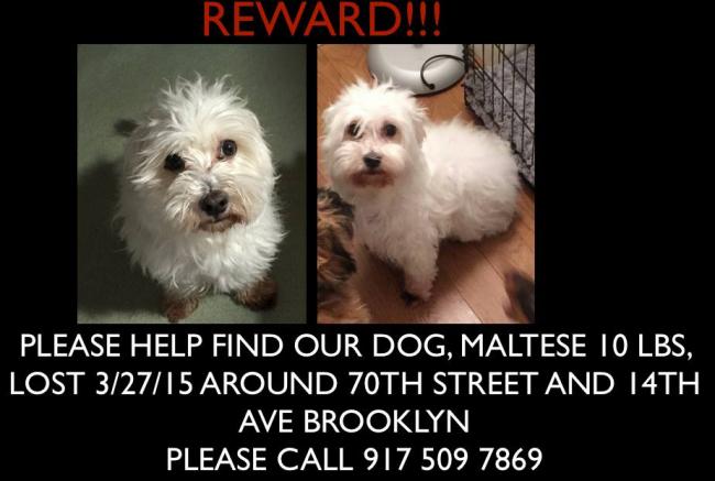 LOST MALTESE 3 27 15