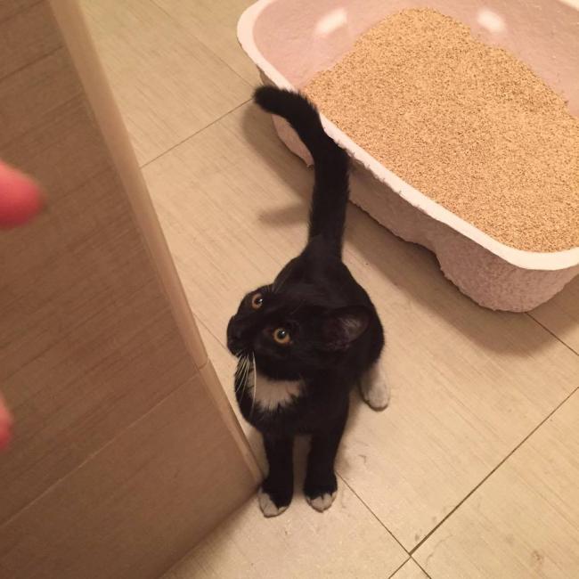 KITTY1