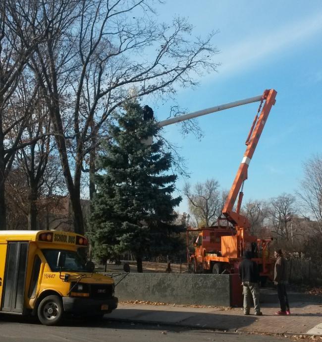 tree lighting prep 2014