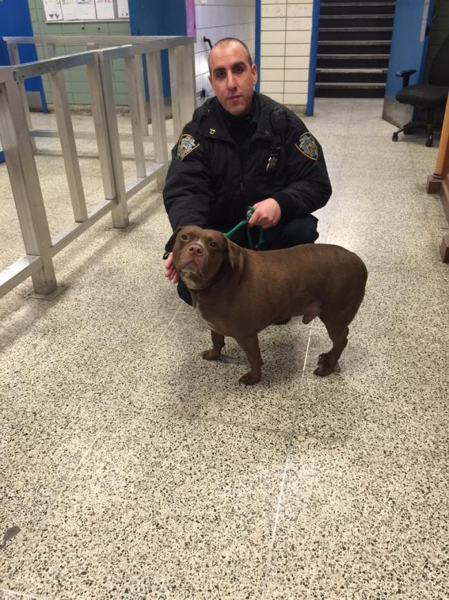 missingdog77pct