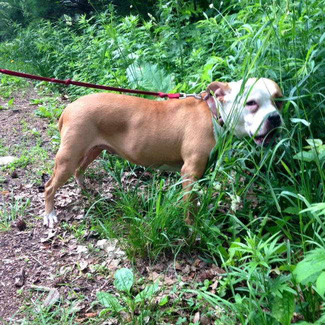 FOUND DOG2