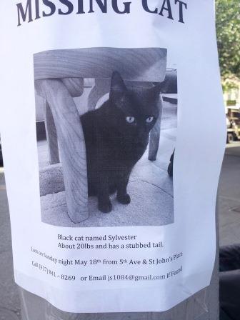 missing cat
