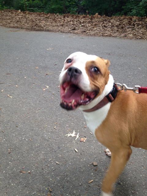 FOUND DOG 619