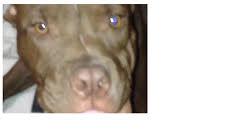 CHOPPER_PUPPY2