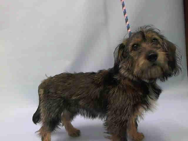 LOSTWIREHAIRDACHSHUND