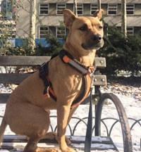 lost dog kiffli