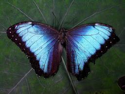 257_MORPHO