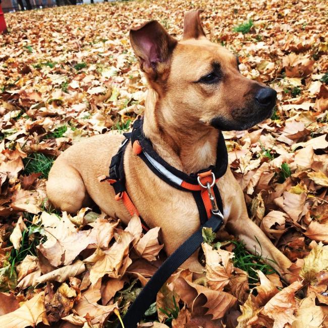 lost dog kiffli 2