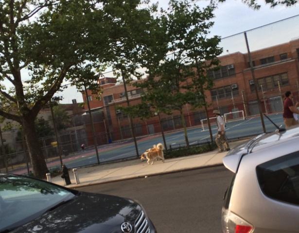 dogs