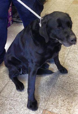 BLACKLAB