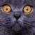 nearnostrand