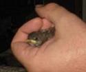 littleguy