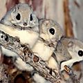 flying_squirrel