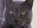 bluecat