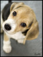 brooklynbeaglemom