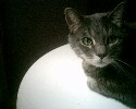 nykittyny