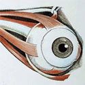 eyeball