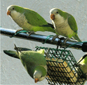 bklyncatbird