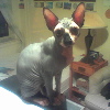 lucas