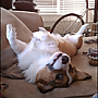 downwardpuppy