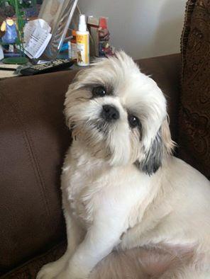 MISSINGSIHTZU
