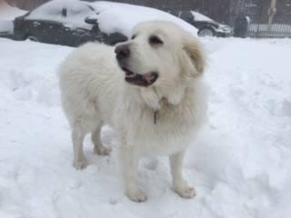 greatpyrenees